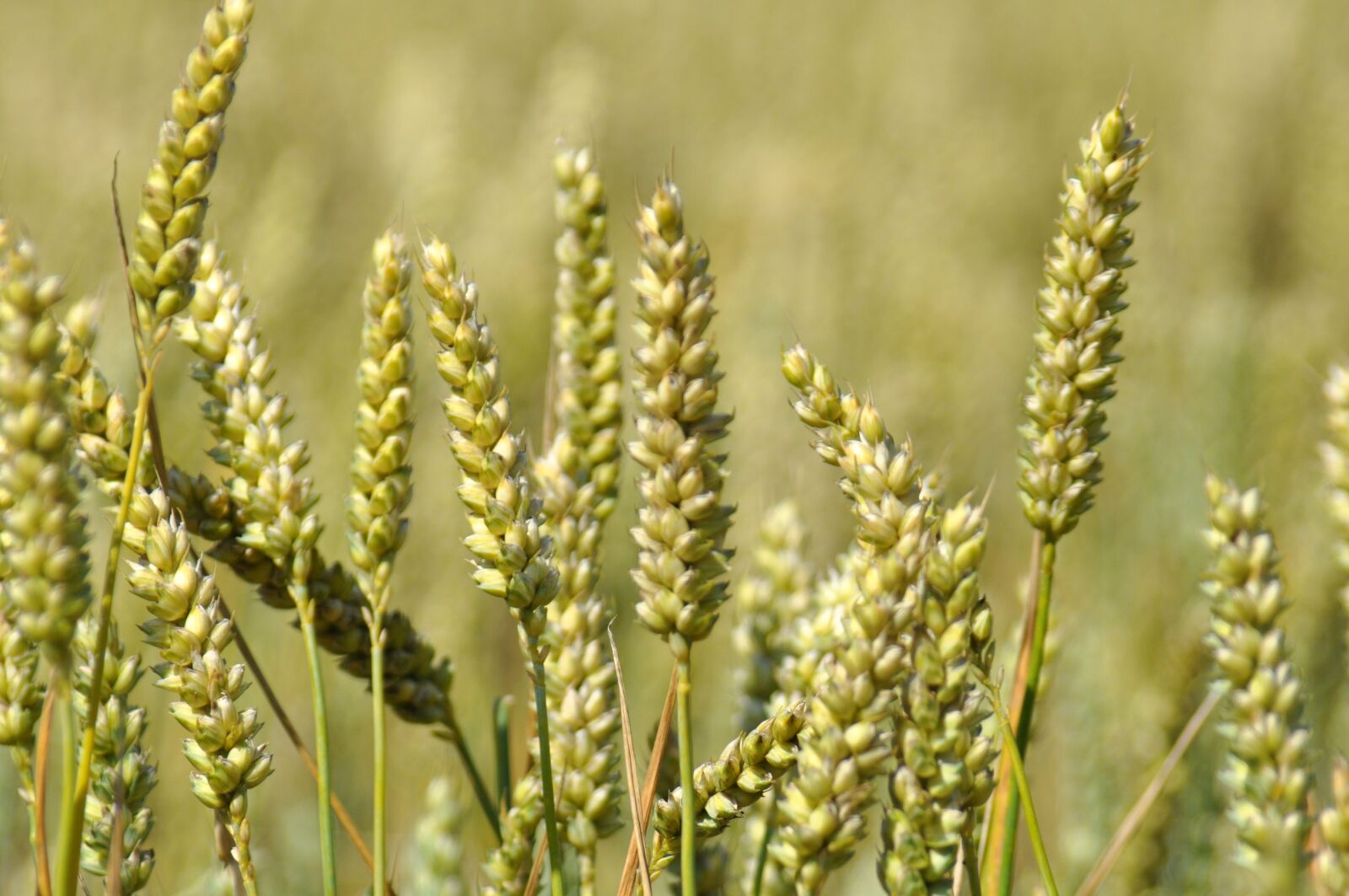 Nikon D5000 sample photo. Wheat, field, agriculture photography
