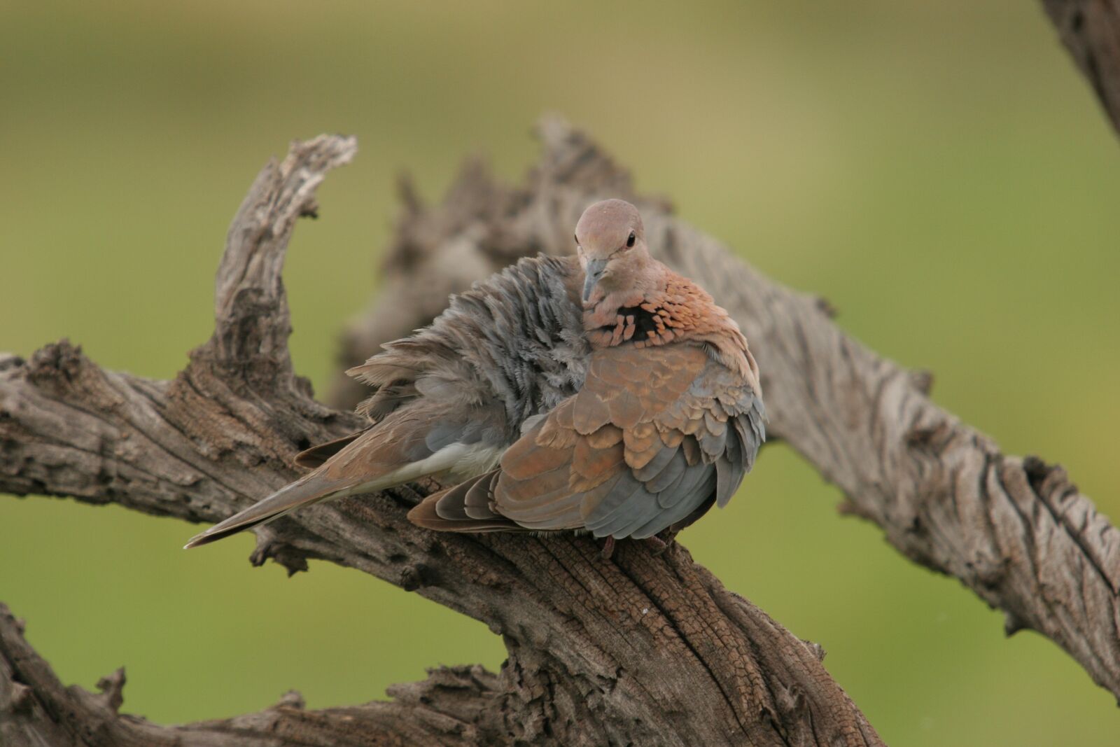 Canon EOS 20D sample photo. Palm dove, dove, bird photography