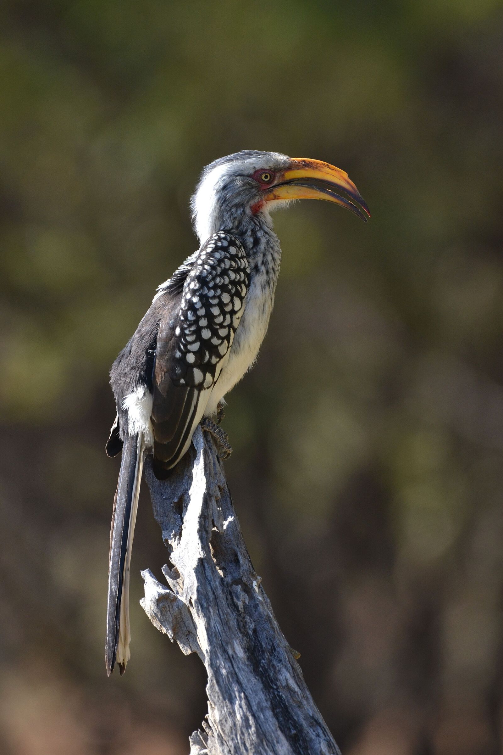 Nikon D3100 sample photo. South africa, bird, wildlife photography