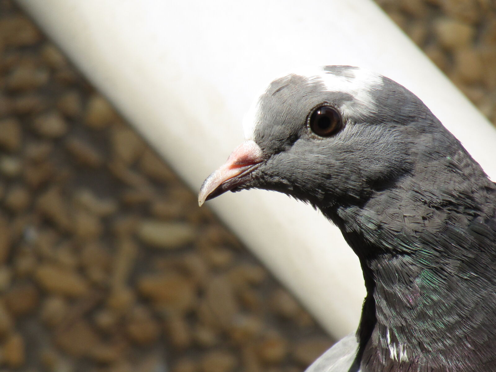 Canon PowerShot SX420 IS sample photo. Pigeon, the, magnificent, bird photography