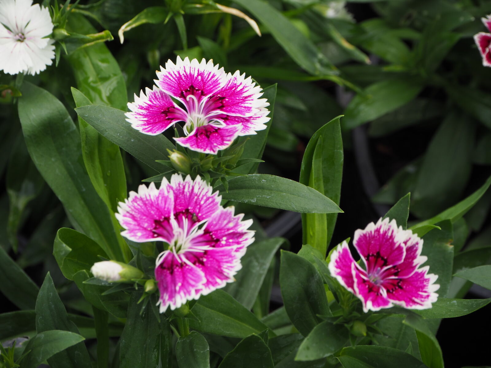 Olympus OM-D E-M10 II sample photo