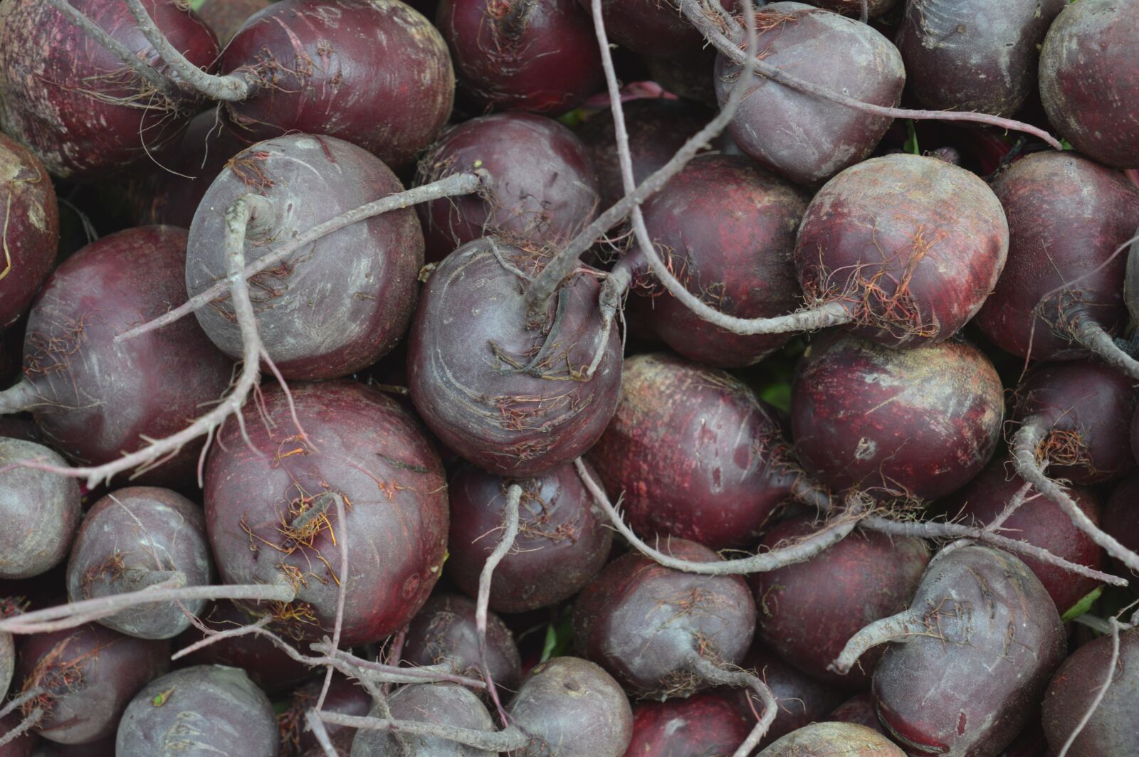 Nikon D3200 sample photo. Beets, vegetable, raw photography