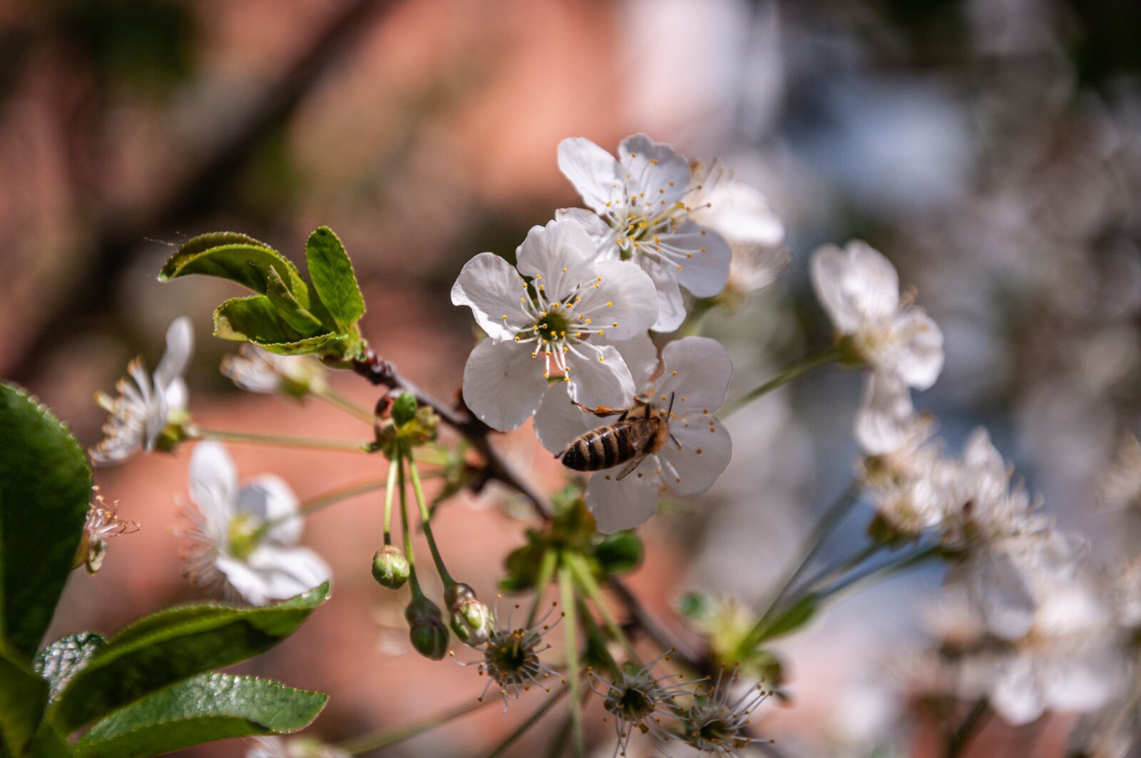 Nikon D90 sample photo. White, flower, spring photography