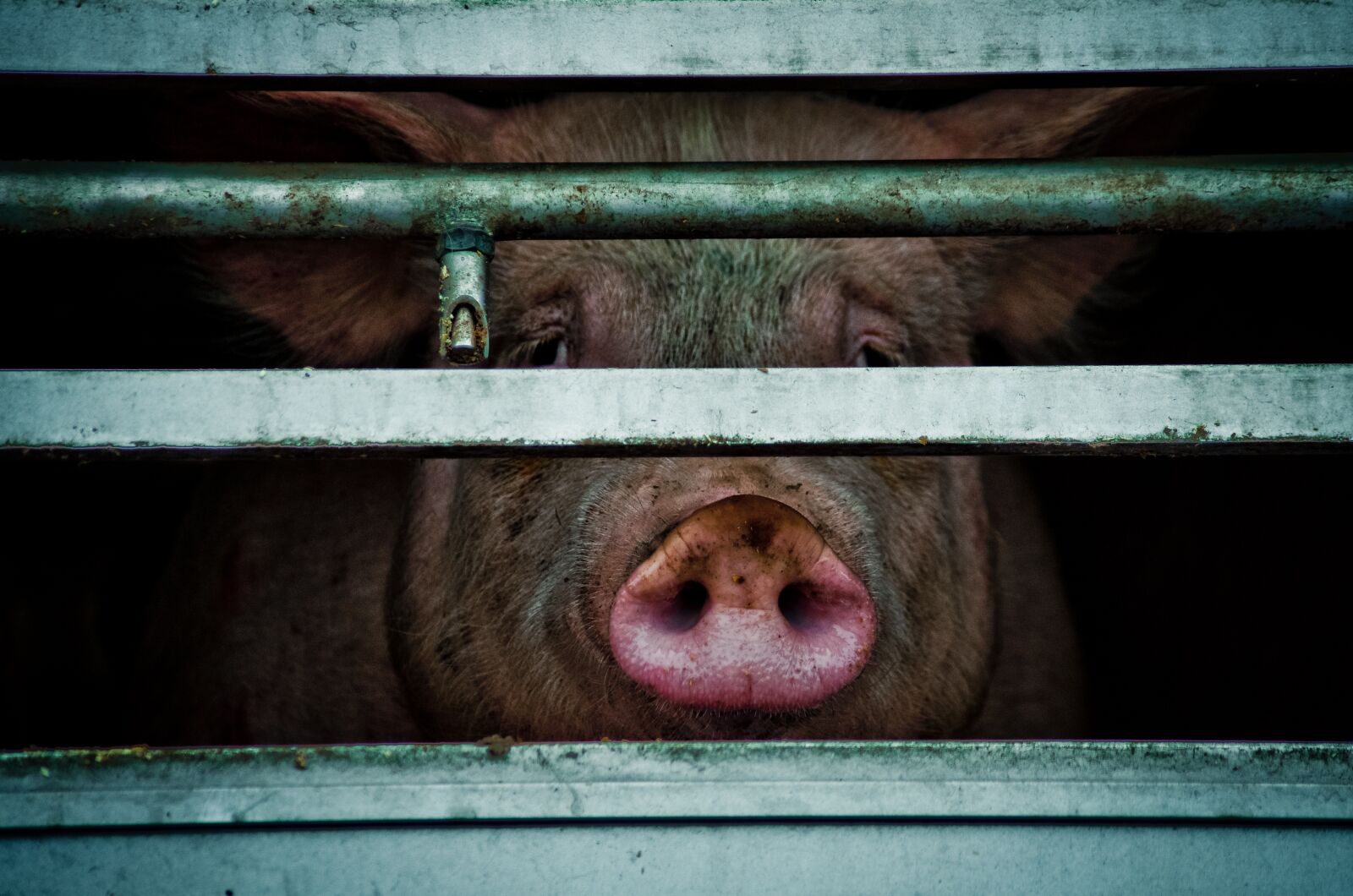 Pentax K-5 sample photo. Pig, death, brutal photography