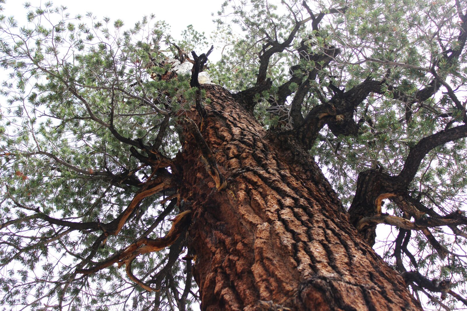 Canon EOS 600D (Rebel EOS T3i / EOS Kiss X5) sample photo. Tree, old, nature photography