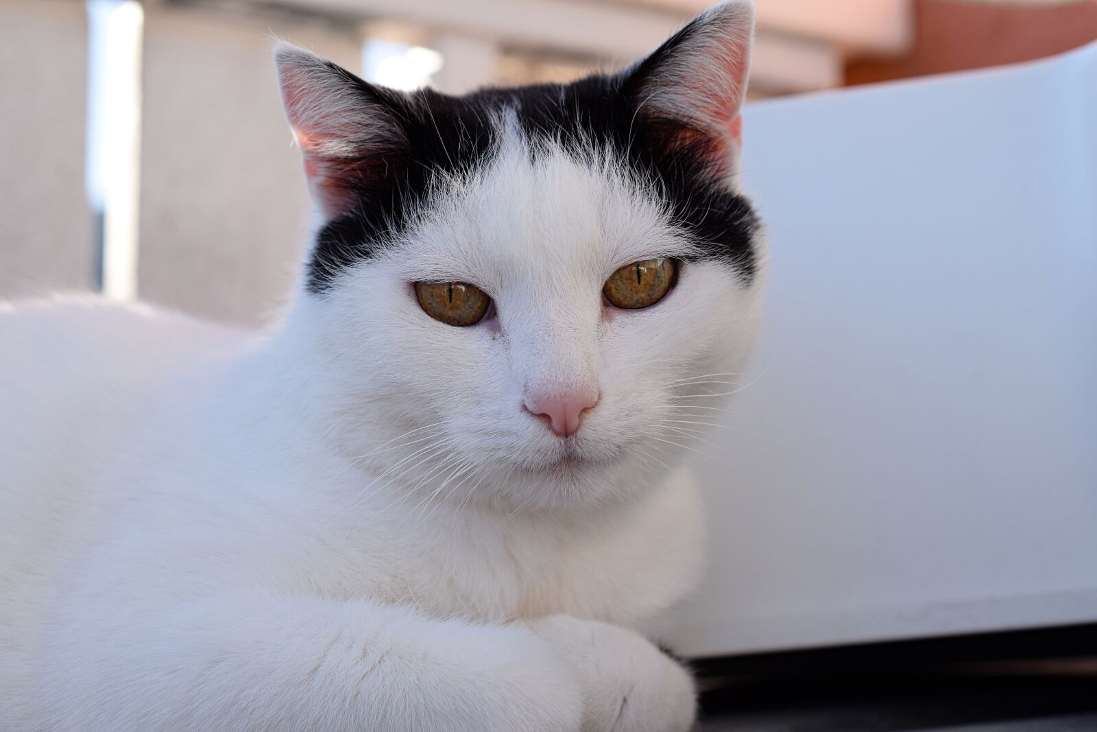 Nikon D5300 sample photo. Domestic cat, cat's eyes photography