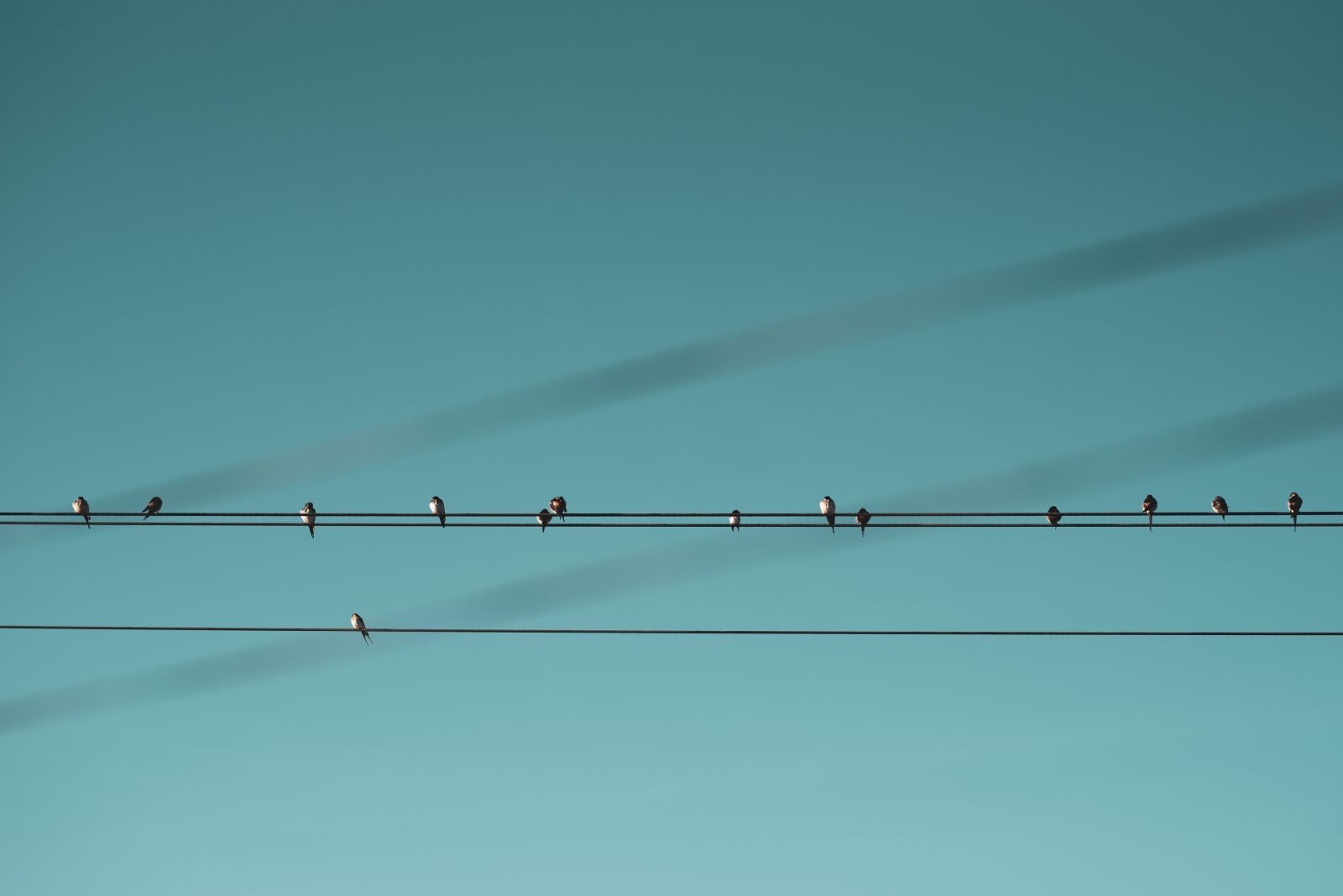 Nikon D750 sample photo. Bird, blue, animal photography