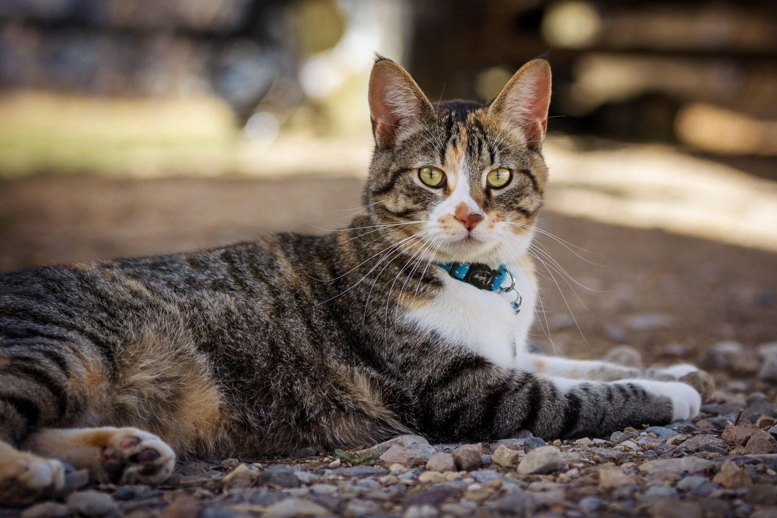 Nikon D7200 sample photo. Cute, animal, cat photography