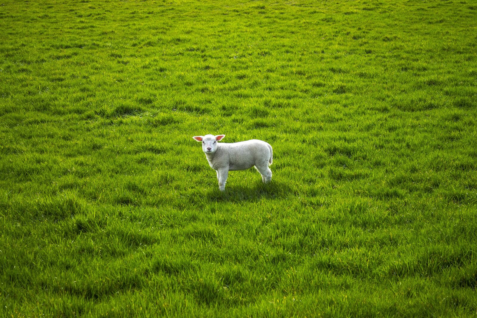 Canon EOS 1100D (EOS Rebel T3 / EOS Kiss X50) sample photo. Sheep, lamb, lentje photography
