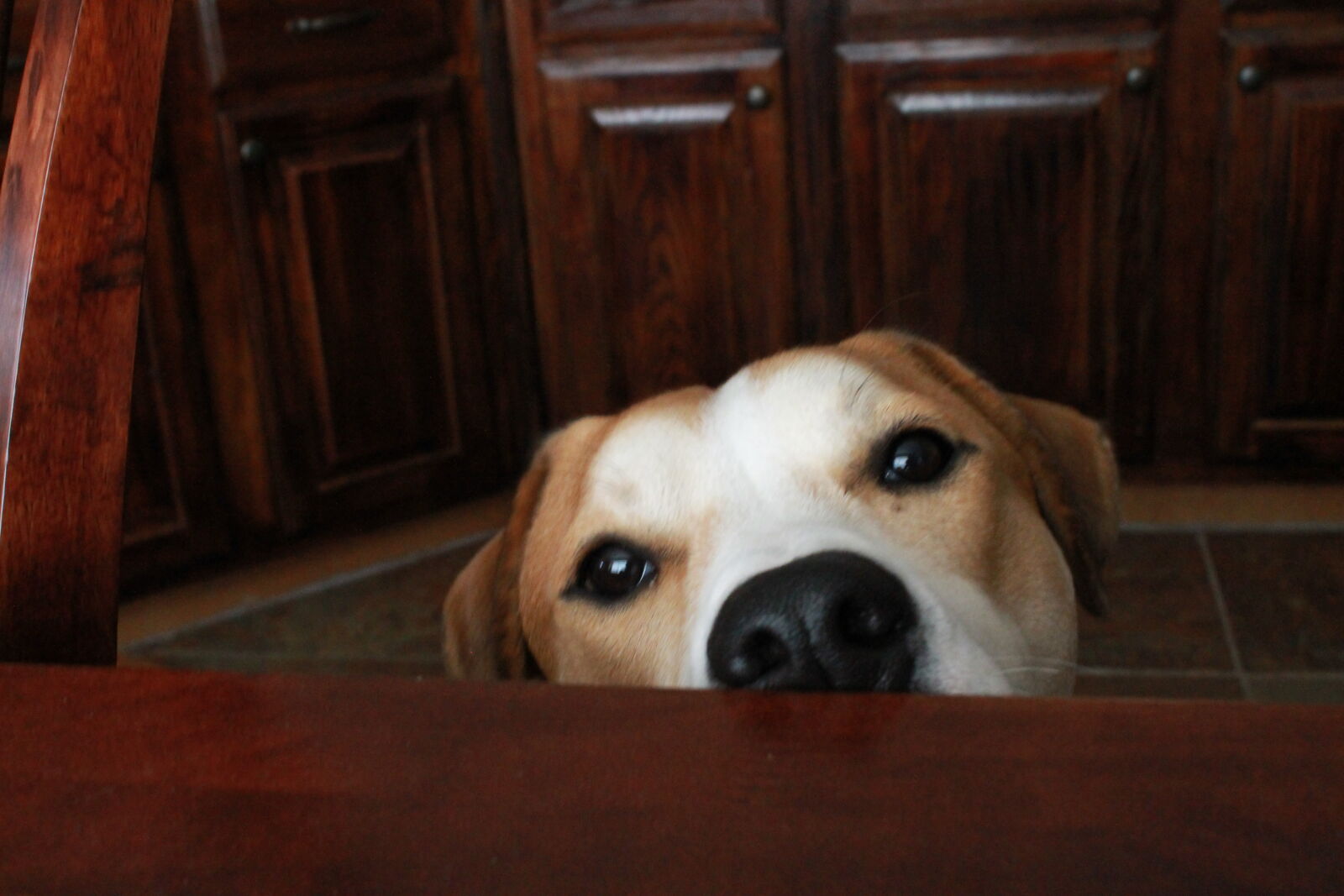 Canon EOS 1100D (EOS Rebel T3 / EOS Kiss X50) sample photo. Dog, peeking, sad, sneeky photography
