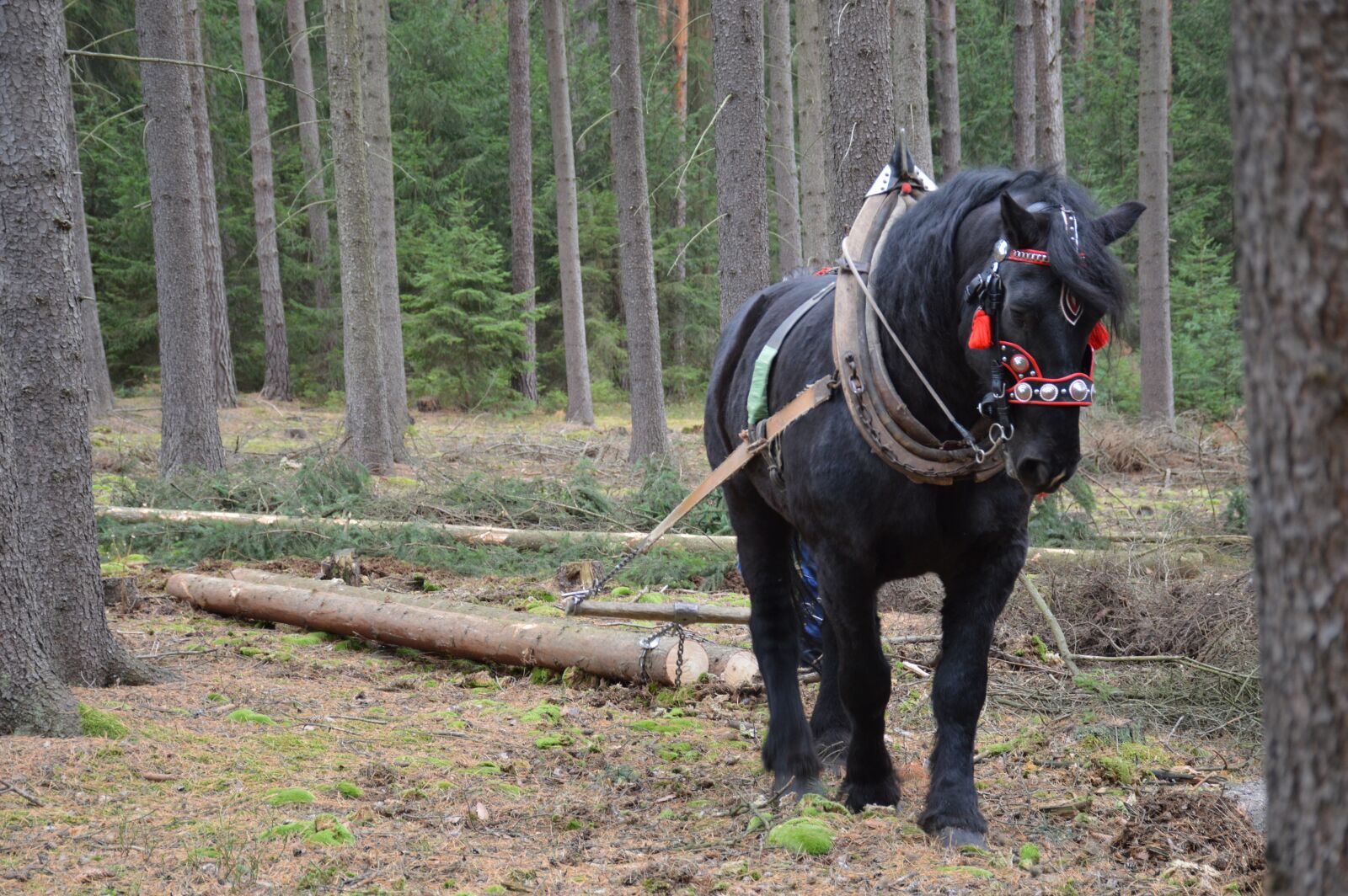 Nikon D3200 sample photo. Horse, pulling, forestry photography