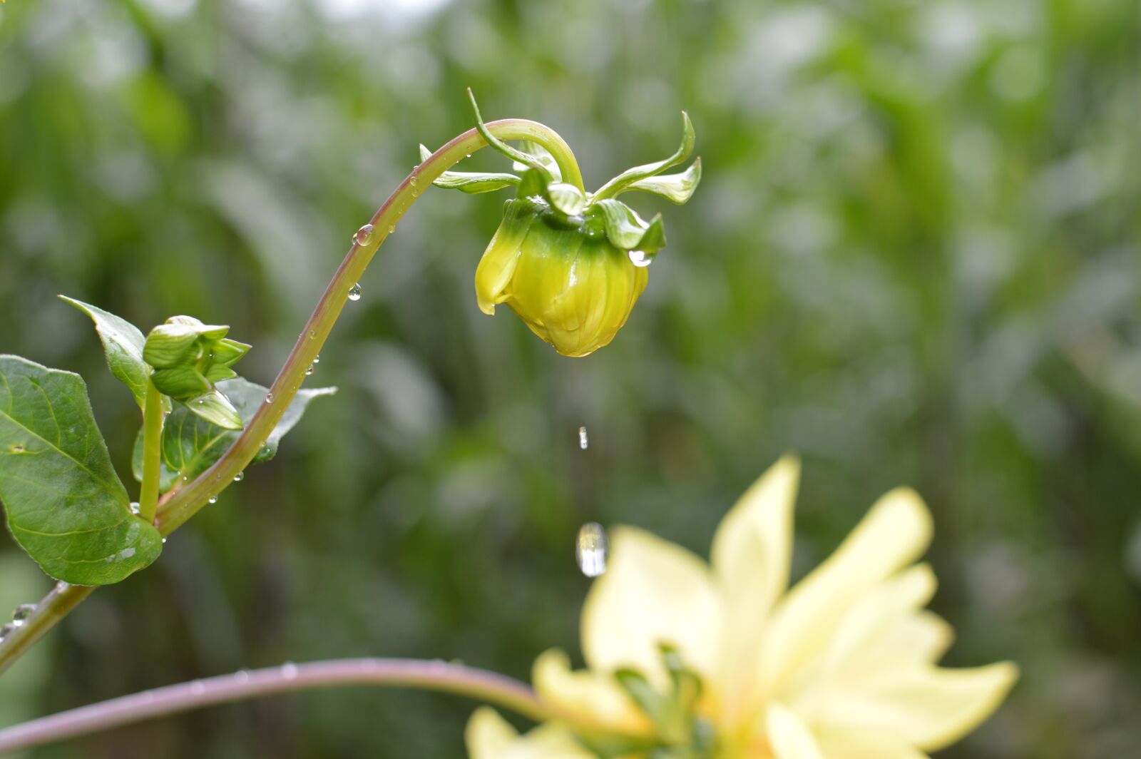 Nikon D3200 sample photo. Drop, water, purity photography
