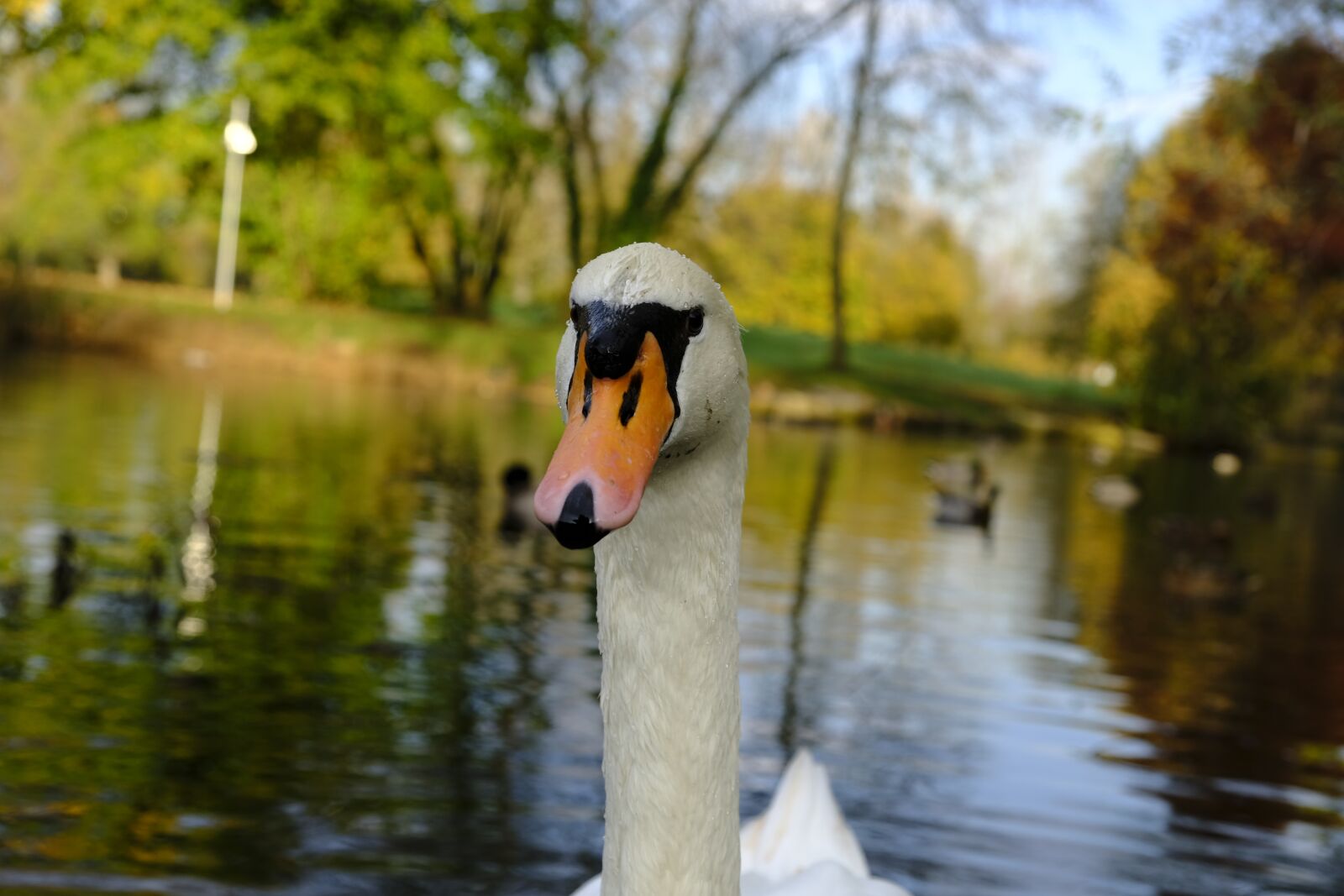 Fujifilm XF 18-55mm F2.8-4 R LM OIS sample photo. Swan, bird, water bird photography