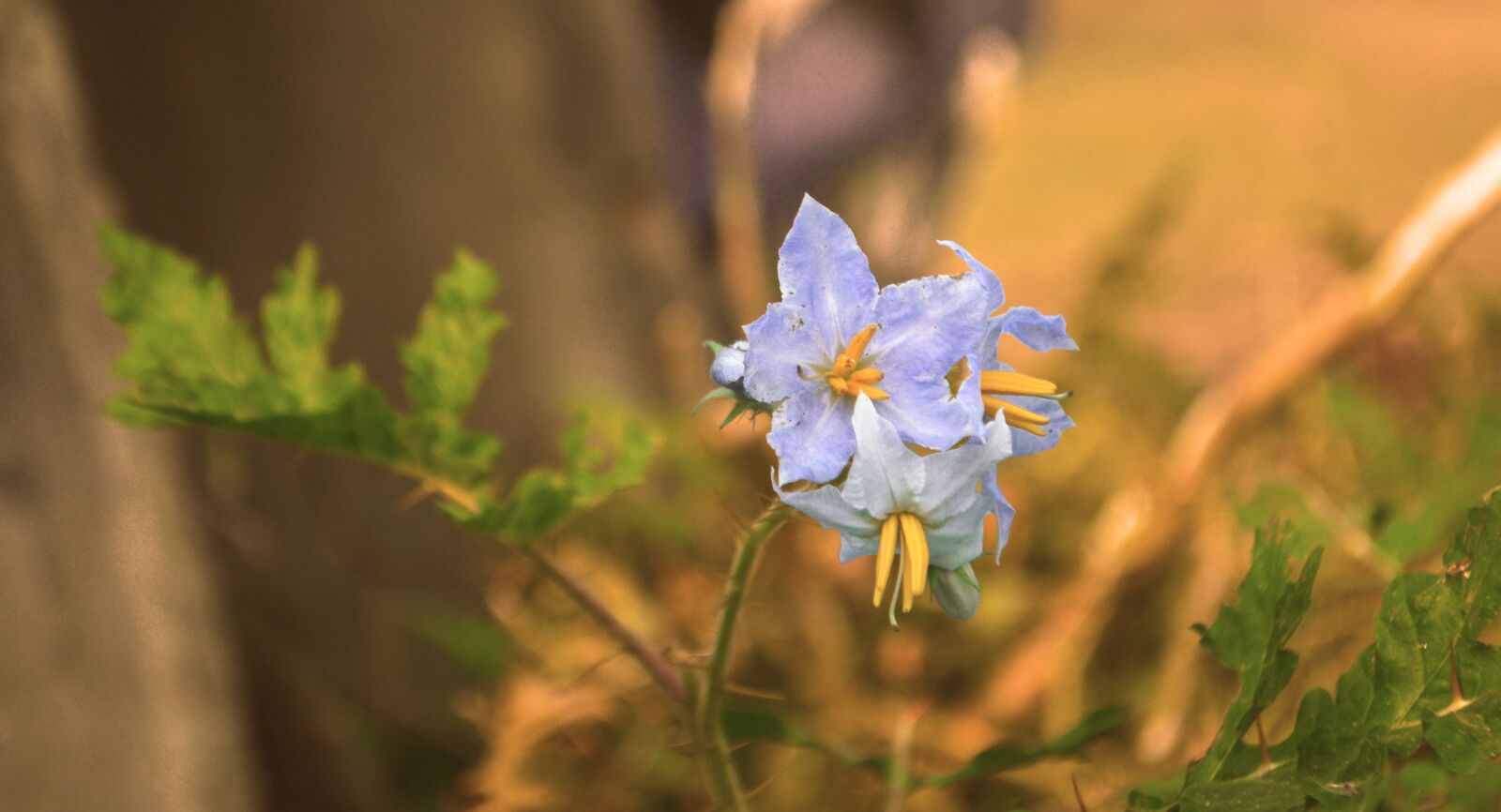 Nikon D5100 sample photo. Gentian family, nature, flower photography