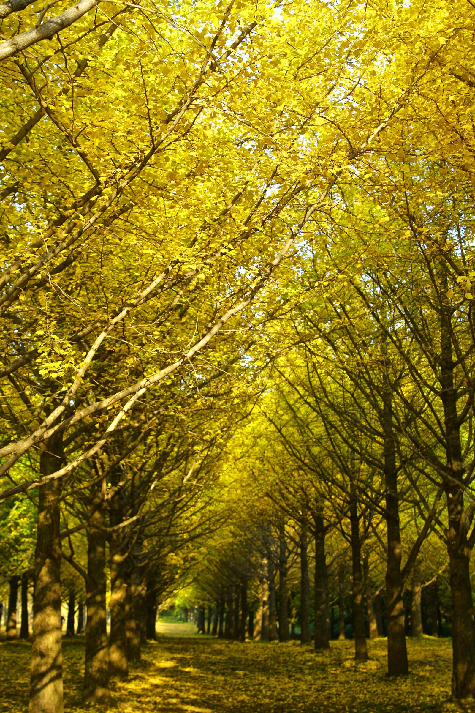 Canon EOS 40D sample photo. Ginkgo, autumn, yellow photography