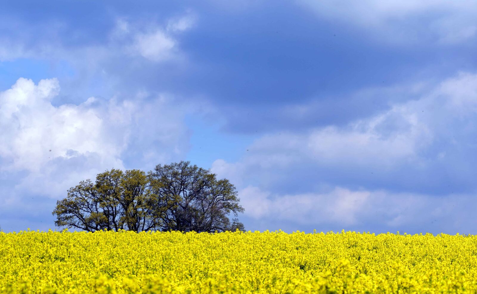 Nikon D3300 sample photo. Field, sky, agriculture, summer photography