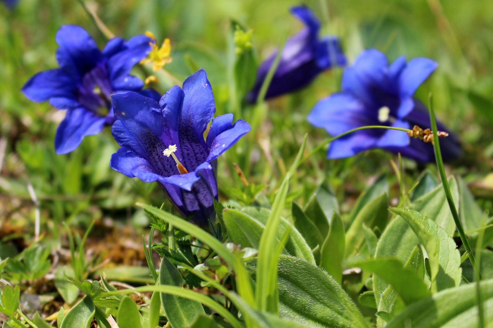 Canon EOS 100D (EOS Rebel SL1 / EOS Kiss X7) sample photo. Gentian, mountains, meadow photography