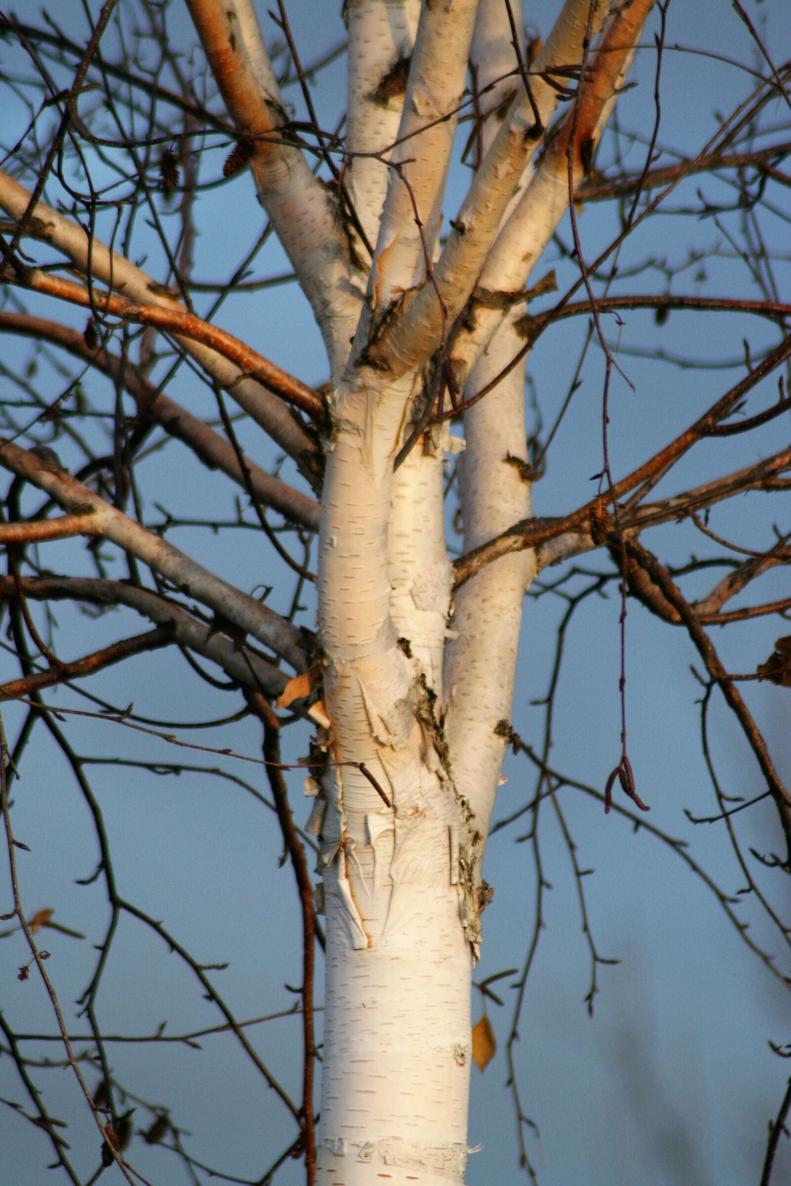 Canon EOS 350D (EOS Digital Rebel XT / EOS Kiss Digital N) sample photo. Tree, silver birch, bark photography