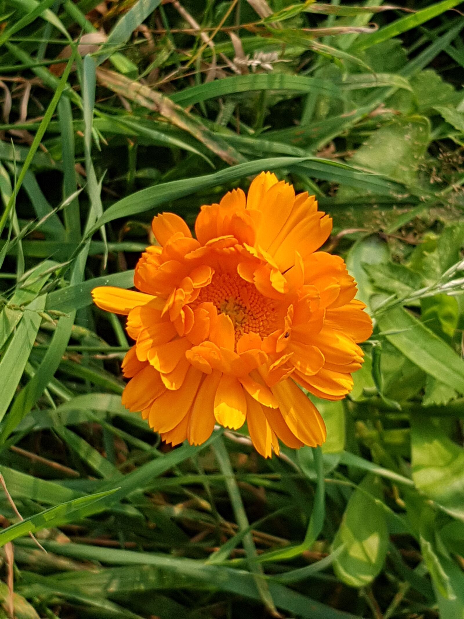 Samsung Galaxy S7 sample photo. Marigold, calendula, meadow photography
