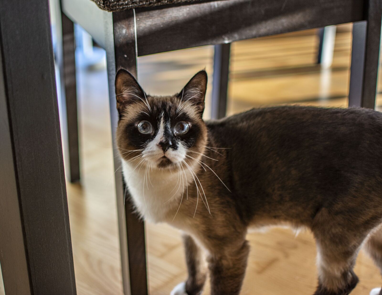 Nikon D5200 sample photo. Cat, indoor, pet photography