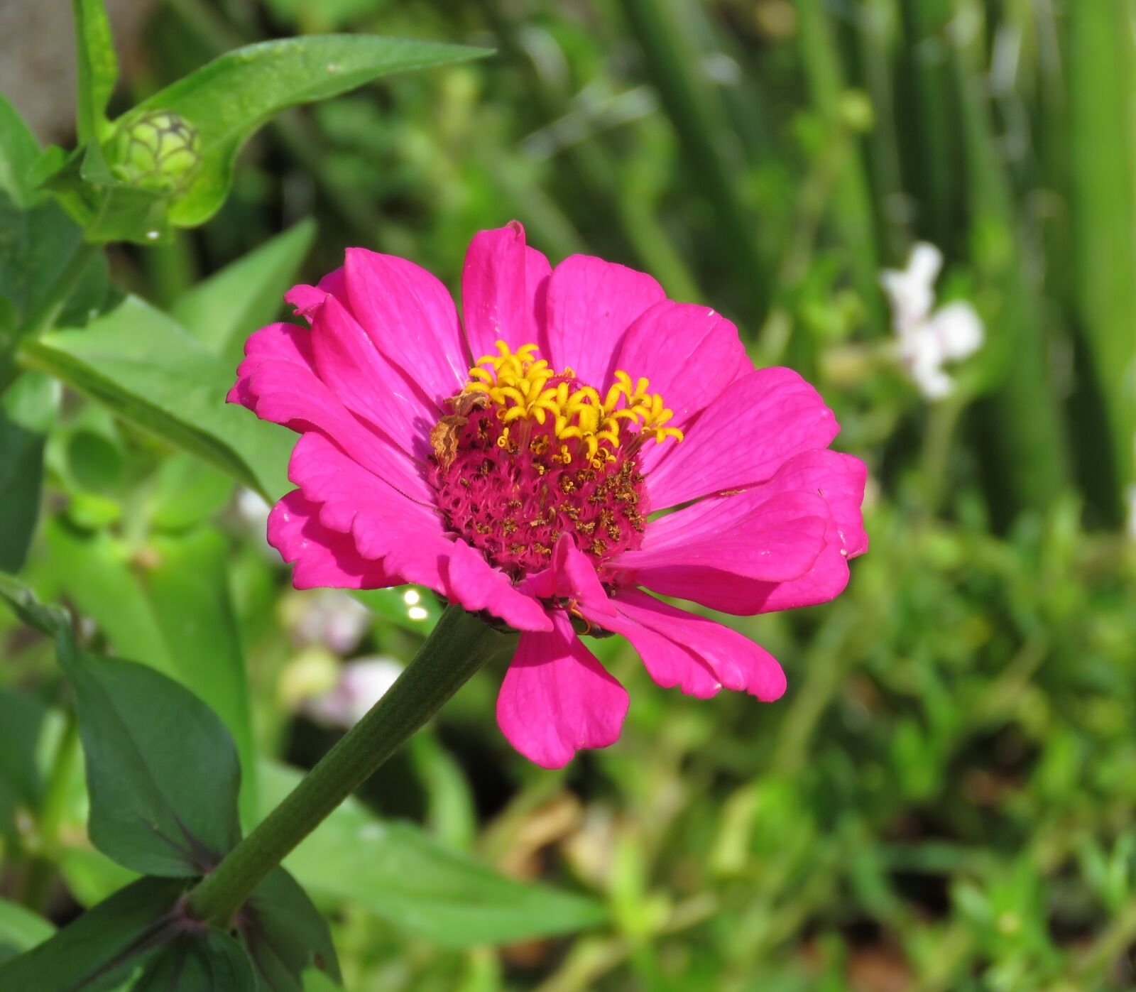 Canon PowerShot SX60 HS sample photo. Nature, flower, flora photography