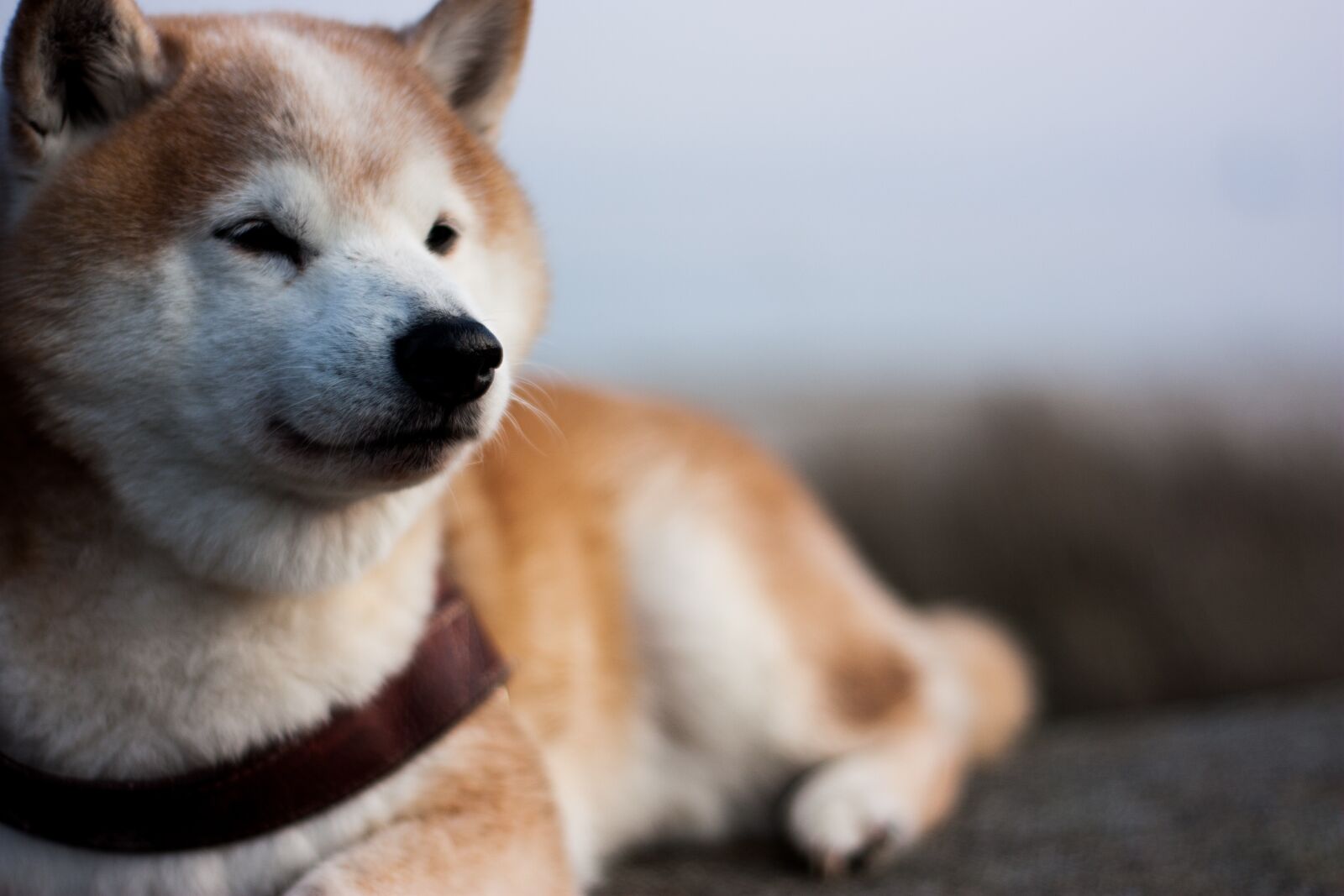 Canon EOS 450D (EOS Rebel XSi / EOS Kiss X2) sample photo. Shiba, inu, dog photography