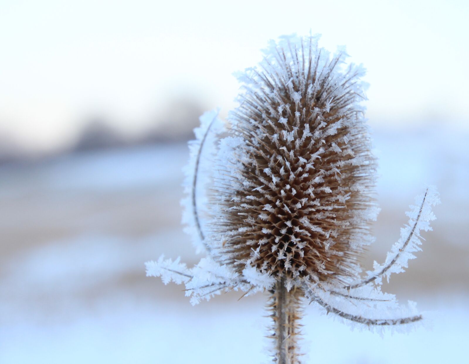 Canon EOS 600D (Rebel EOS T3i / EOS Kiss X5) sample photo. Close up, nature, winter photography