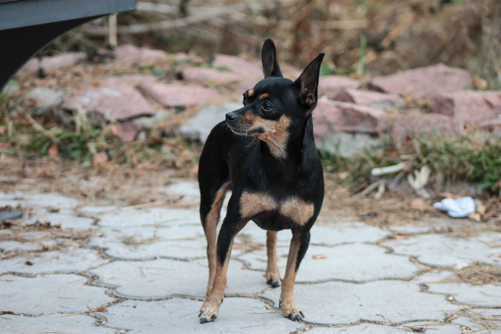 Canon EF 75-300mm f/4-5.6 sample photo. Toy terrier, dog, view photography