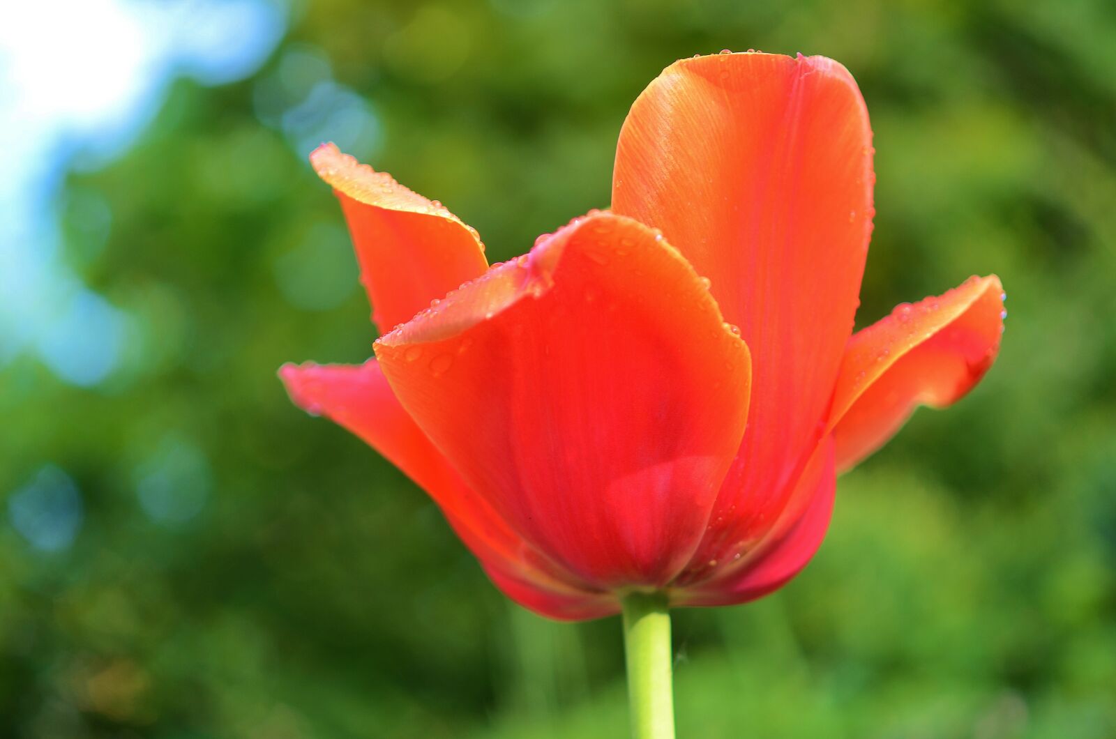 Nikon D7000 sample photo. Tulip, flower, spring photography