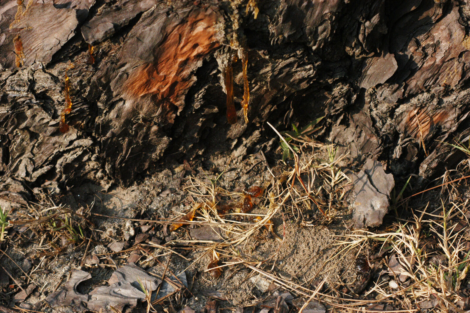 Nikon D100 sample photo