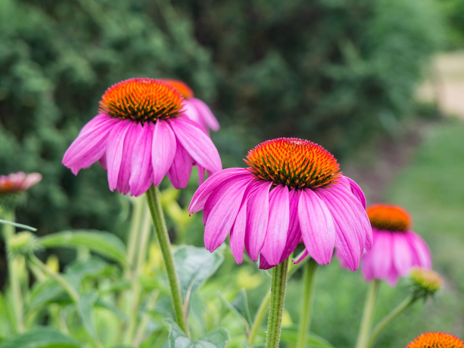 Olympus OM-D E-M10 sample photo. Outdoors, environment, green photography