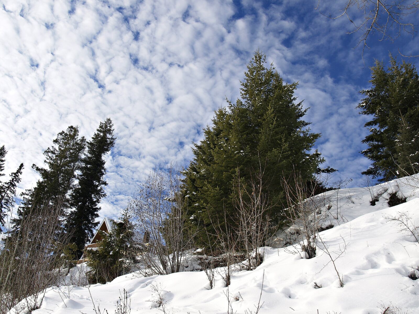 Olympus E-330 (EVOLT E-330) sample photo. Winter, snow, season photography
