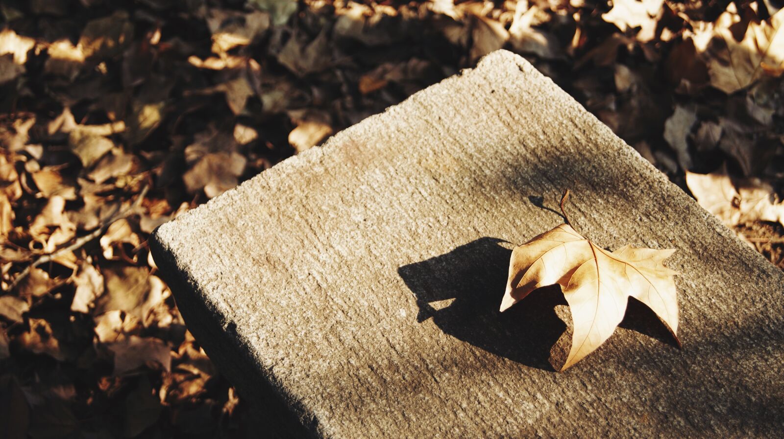 Sony Alpha DSLR-A290 sample photo. The leaves, dead leaves photography