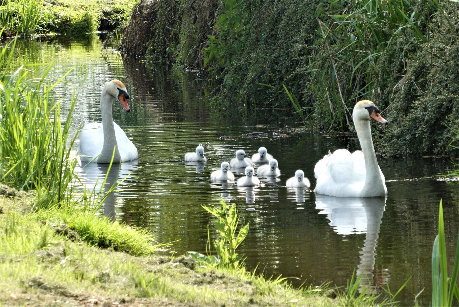 Panasonic Lumix DC-ZS70 (Lumix DC-TZ90) sample photo. Swan with chicks, swan photography