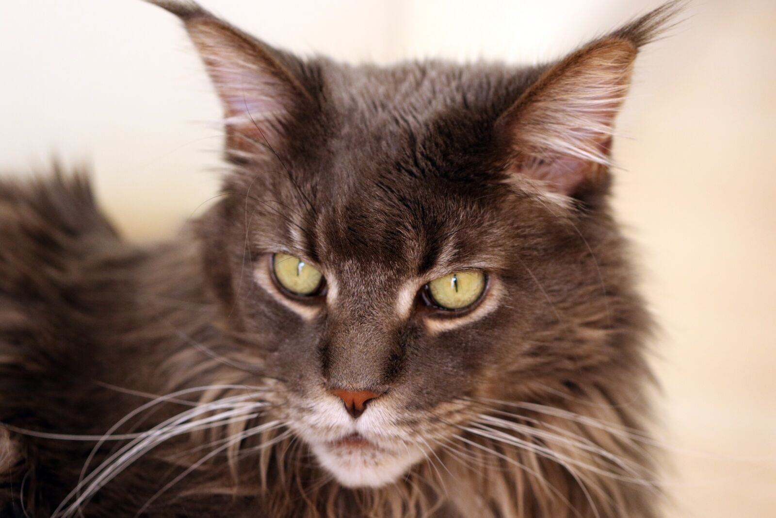 Canon EOS 7D Mark II sample photo. Cat, maine coon, cat's photography
