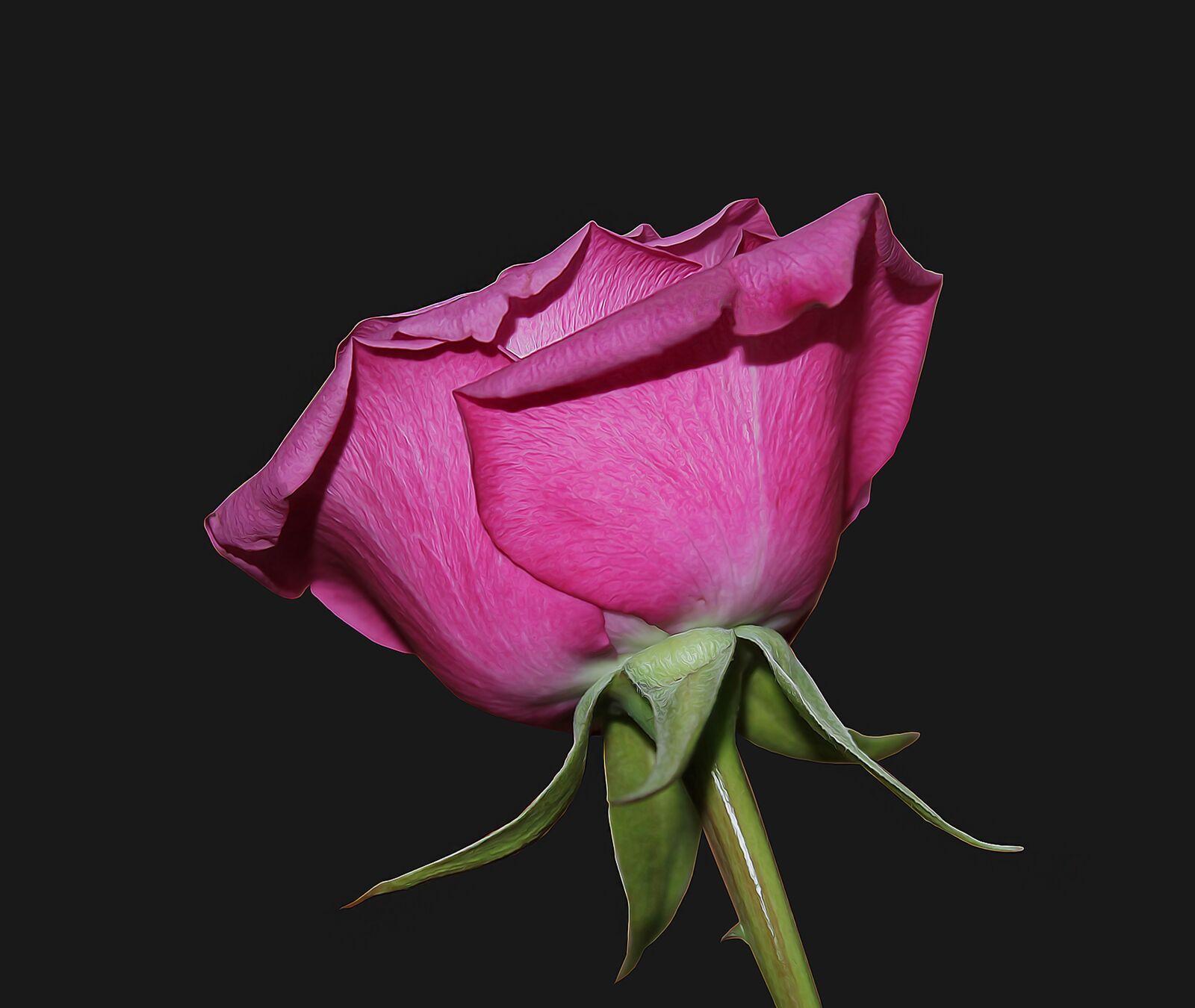 Canon EOS 1100D (EOS Rebel T3 / EOS Kiss X50) sample photo. Rose, red, red rose photography
