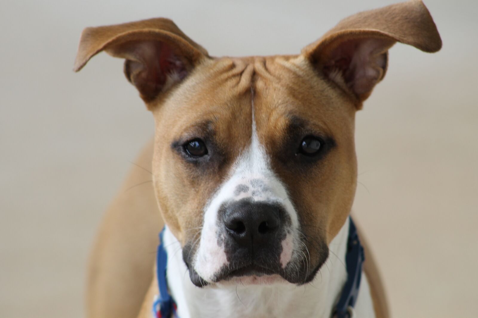 Canon EOS 1100D (EOS Rebel T3 / EOS Kiss X50) sample photo. Dog, cute, animal photography