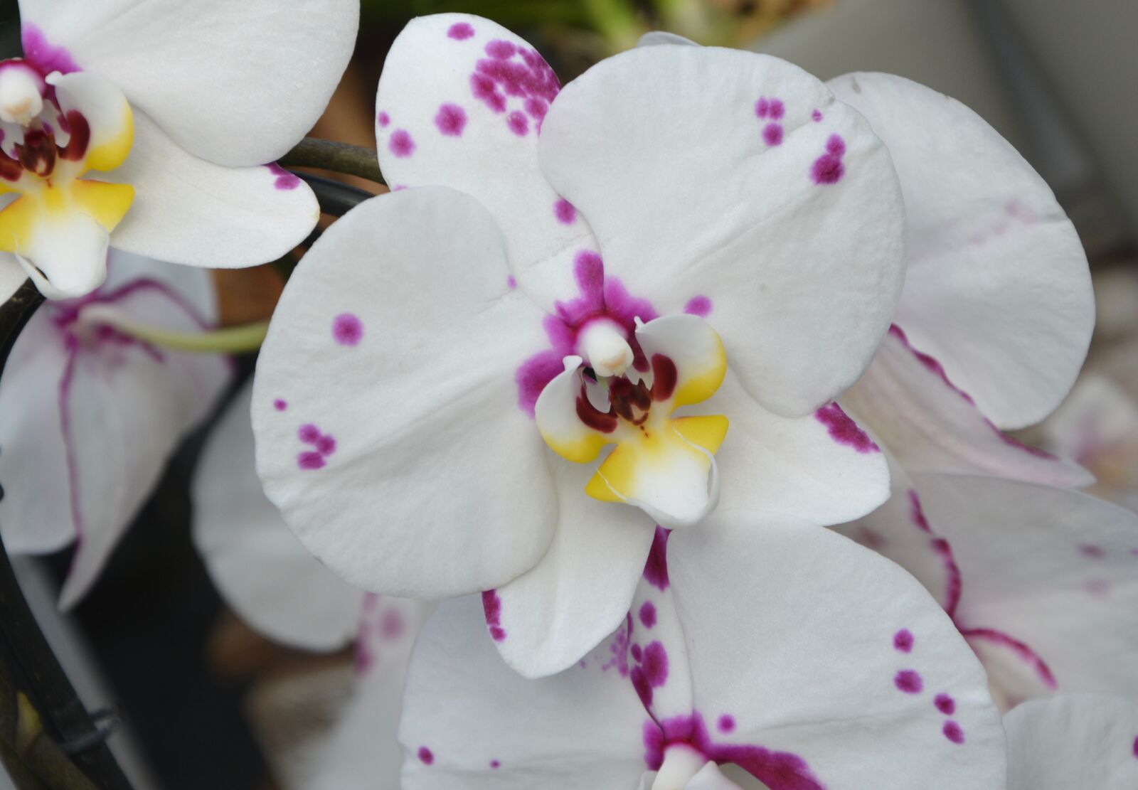 Nikon D5200 sample photo. White orchid, violet, flowers photography