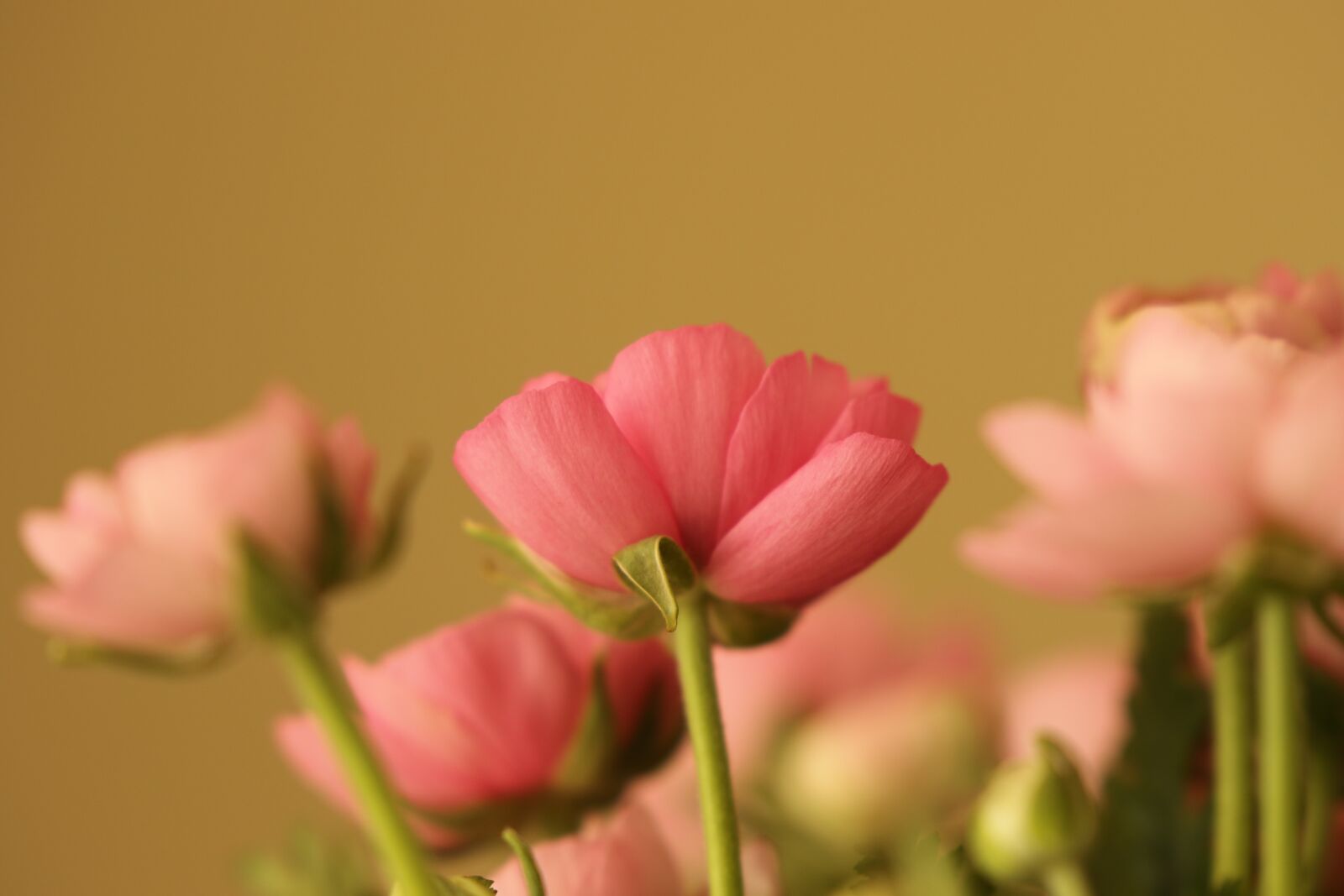 Canon EOS 7D Mark II sample photo. Flower, buttercup, pink photography