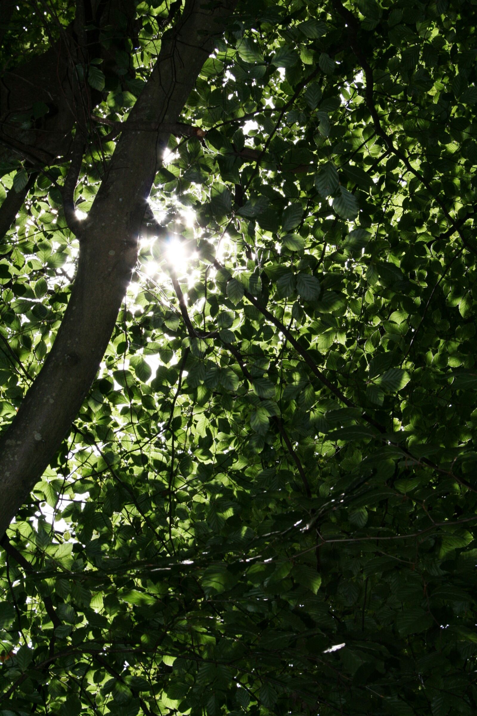 Canon EOS 400D (EOS Digital Rebel XTi / EOS Kiss Digital X) sample photo. Green, forest, leaves photography