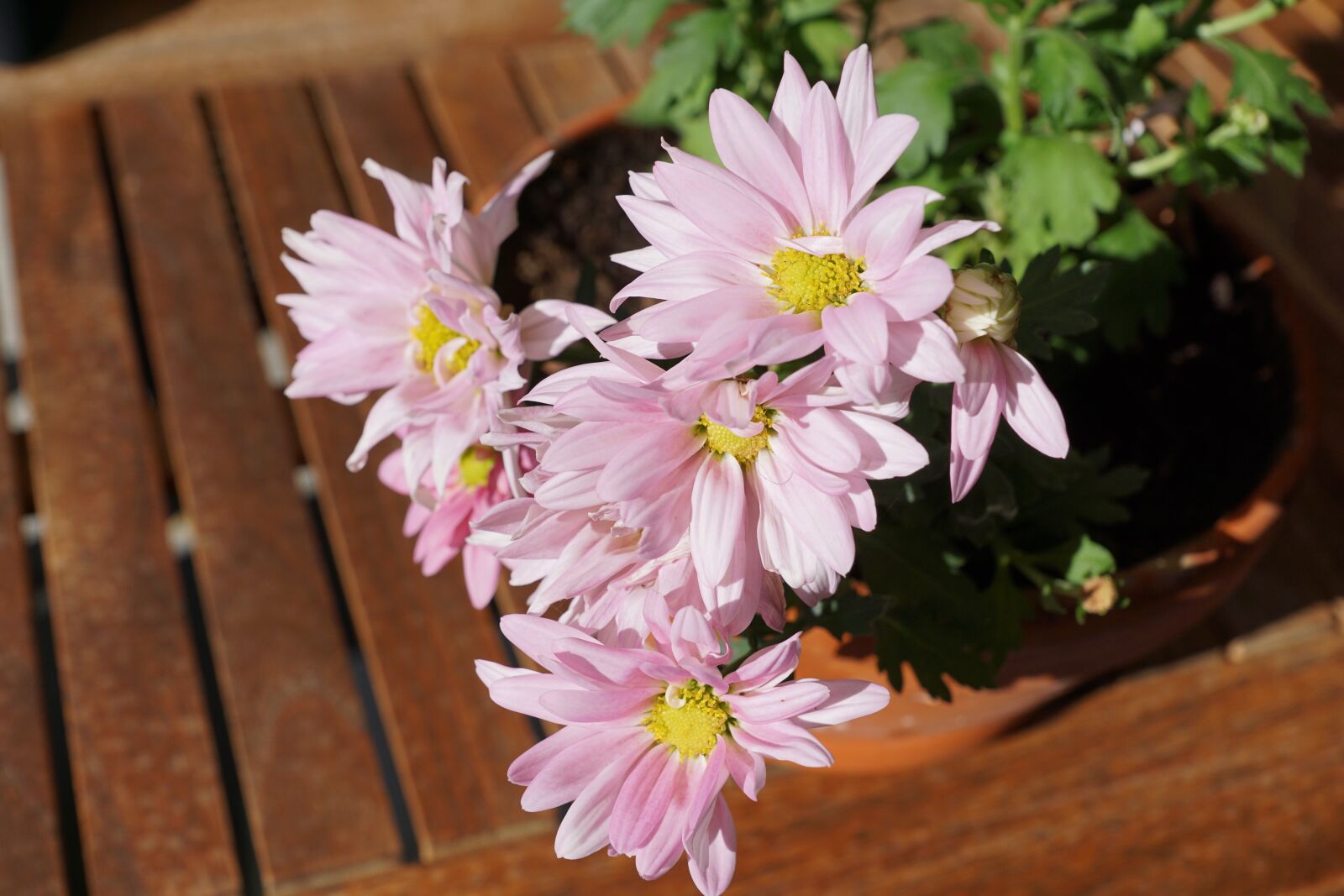 Sony DT 16-50mm F2.8 SSM sample photo. Chrysanthemum, flower, pink photography