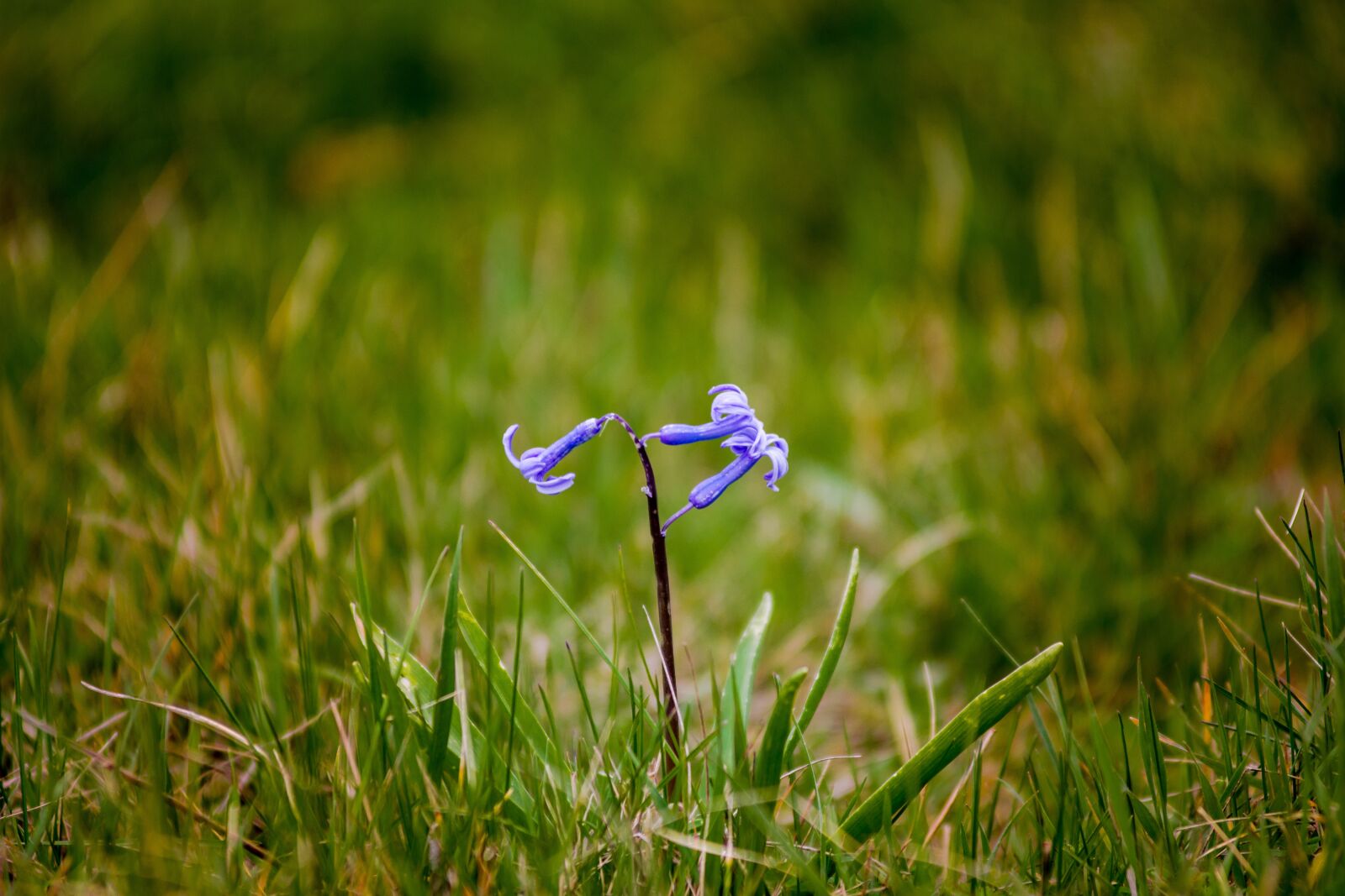 Nikon D7200 sample photo. Grass, nature, outdoors photography