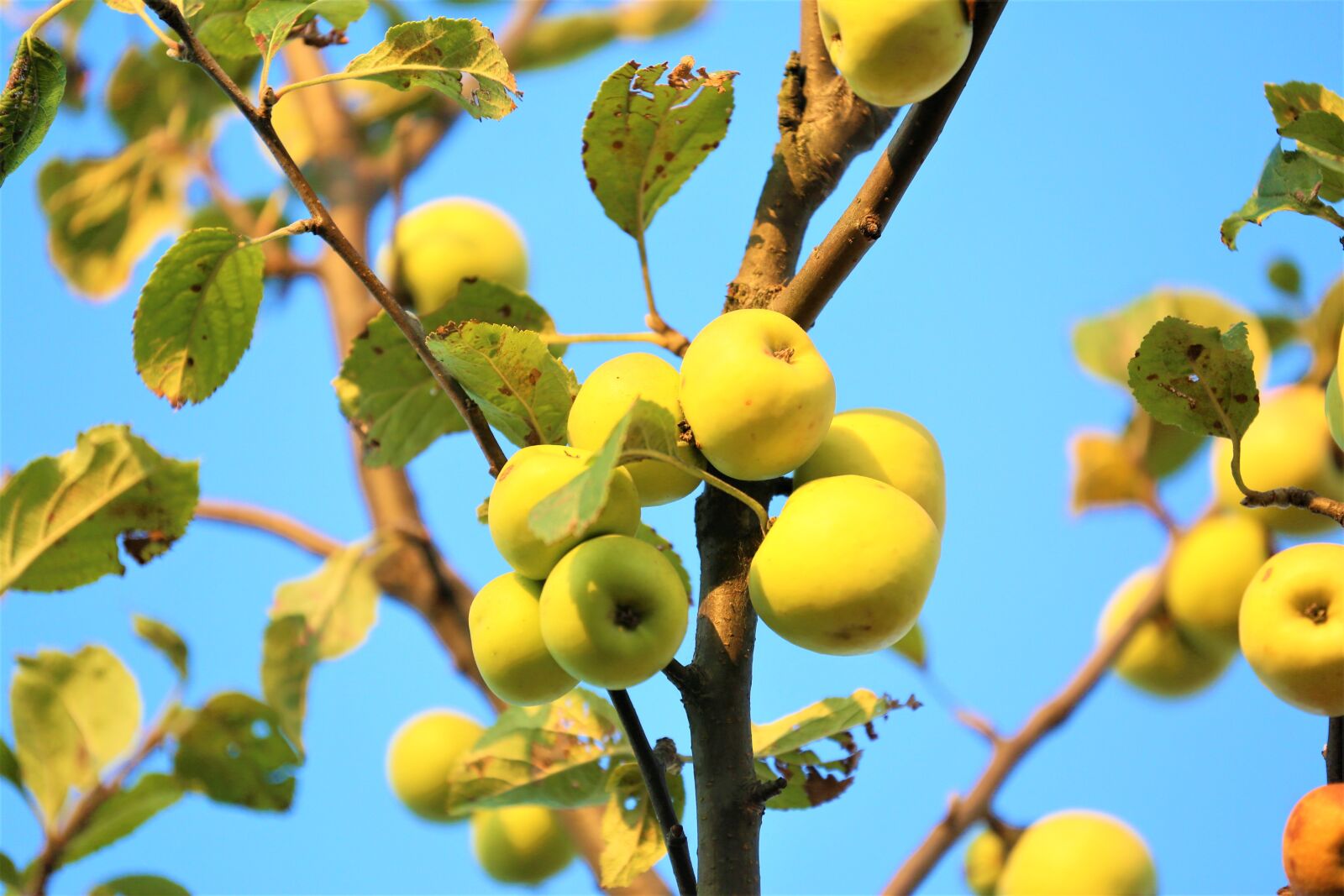 Canon EF 70-300mm F4-5.6L IS USM sample photo. Apple, fruit, nature photography