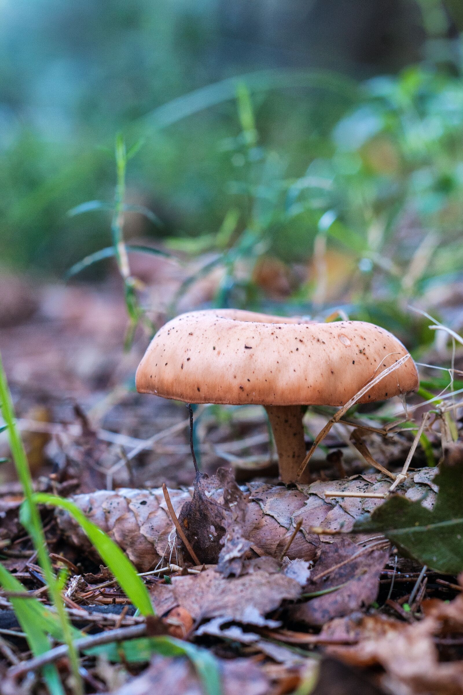 Nikon D300S sample photo. Forest, autumn, mushrooms photography