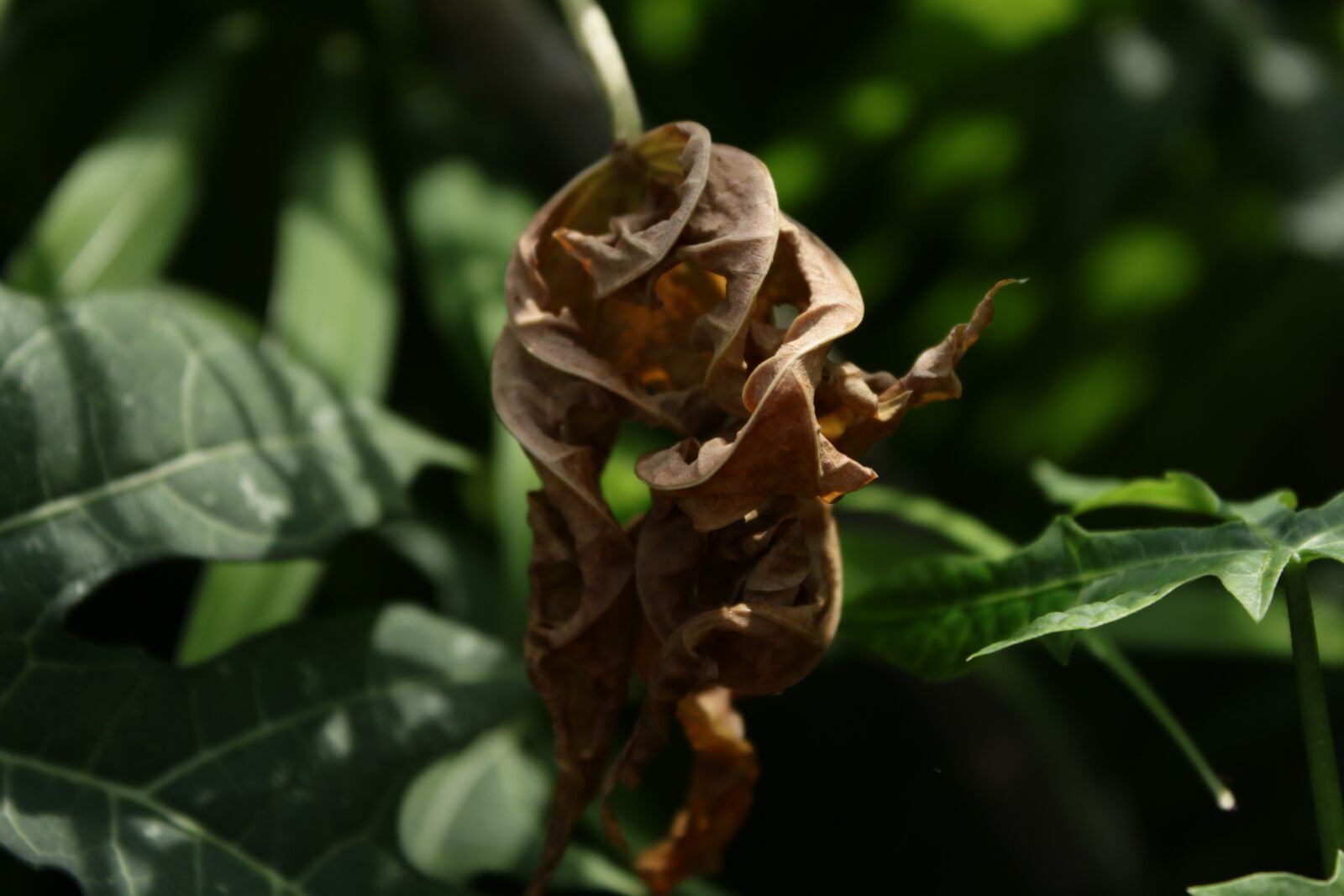 Canon EOS 500D (EOS Rebel T1i / EOS Kiss X3) sample photo. Leaf, dry, nature photography