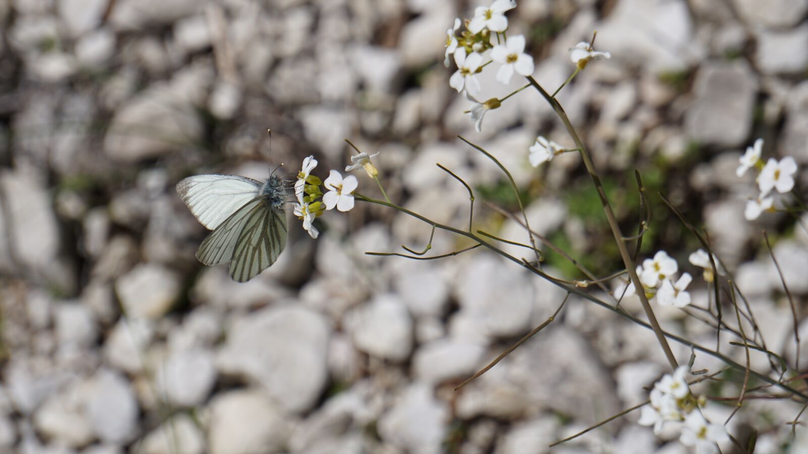 Sony E 55-210mm F4.5-6.3 OSS sample photo. White, pebble, butterfly photography