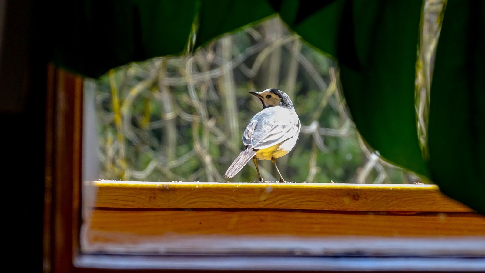 Sony Cyber-shot DSC-HX350 sample photo. Tit, bird, beast photography