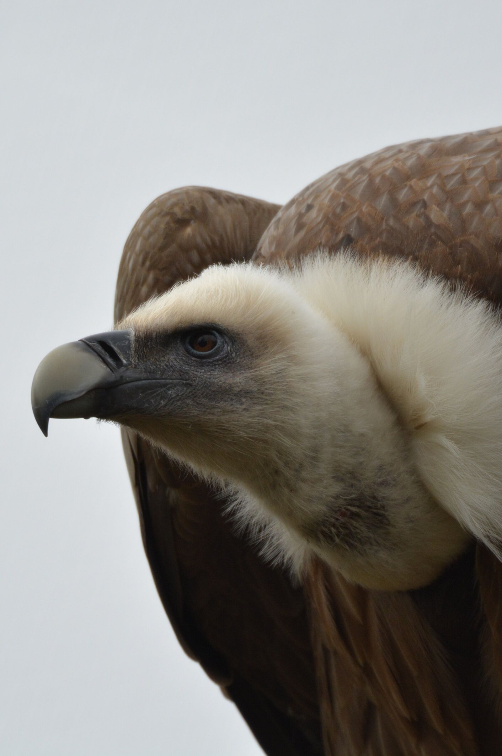Nikon D5200 sample photo. Vulture, bird, bird of photography