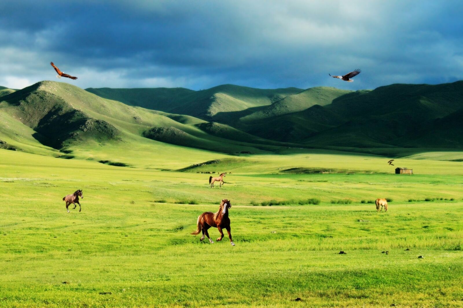 Canon EOS 500D (EOS Rebel T1i / EOS Kiss X3) sample photo. Aguias, aves, cavalos, montanhas photography