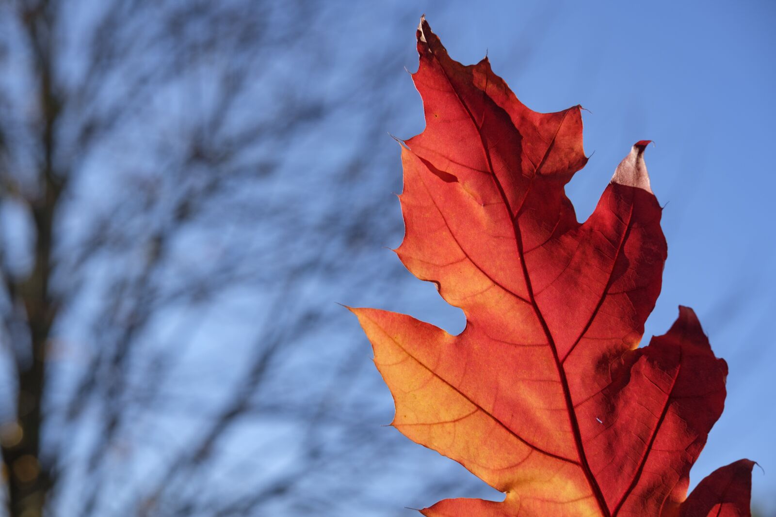 Fujifilm X-T2 + Fujifilm XF 35mm F2 R WR sample photo. Leaf, colorful, color photography